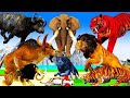 African Elephant Vs Giant Tigers Lion Attack   Zebra Saved by Woolly Mammoth Vs Elephant Giraffe