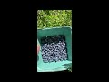 Edensreturn north curtis michigan farm update 73022