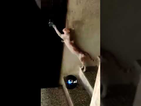 قط يطرق الباب وينتظر