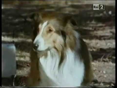 LASSIE: JOYOUS SOUND - FREE FULL FAMILY MOVIE 🎥🐶 