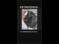 揭秘！为什么电影里的猫咪角色如此难忘？🎬🐱 #Shorts