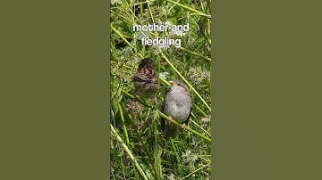 MOTHER SPARROW FEEDING HER YOUNG FLEDGLING #shorts #birds #nature