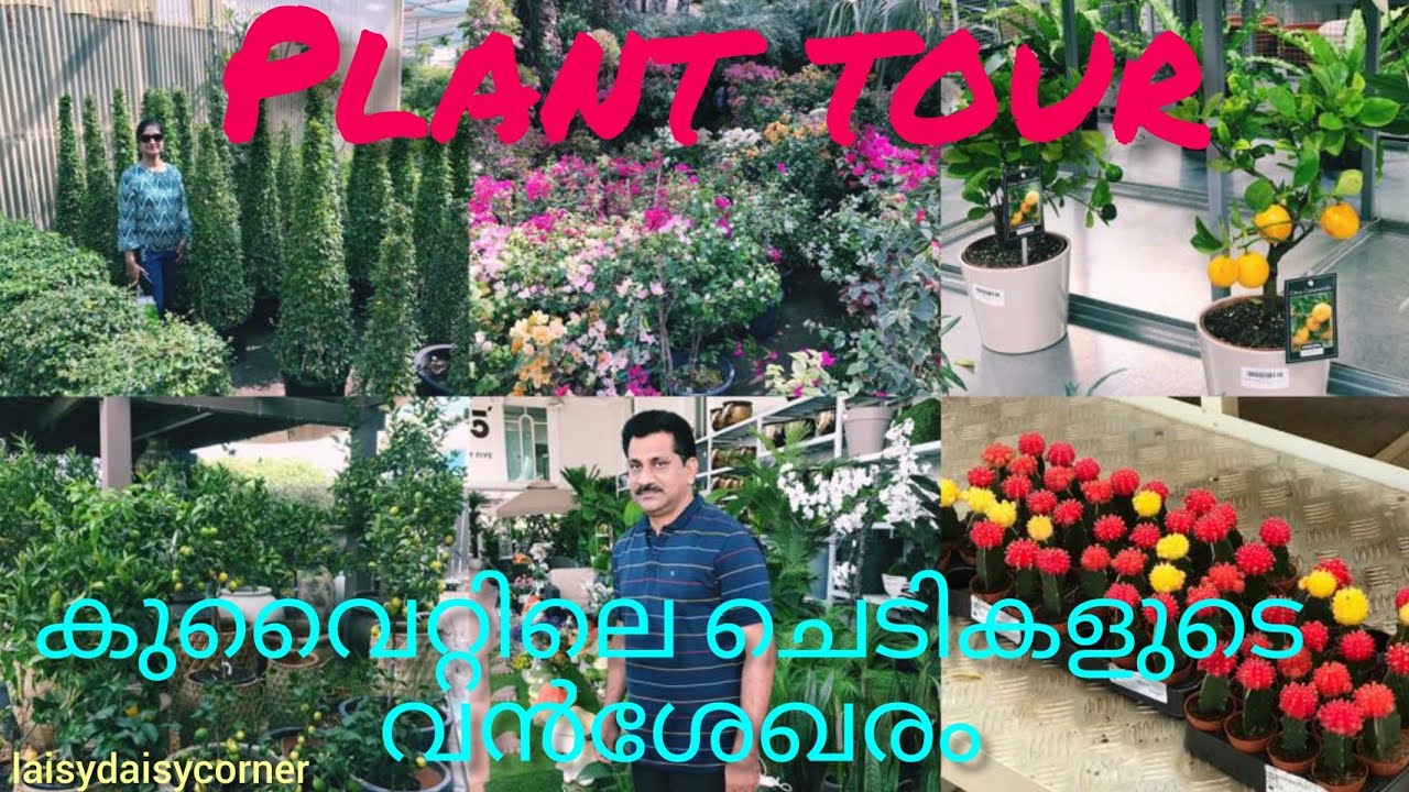 Plant tour /Largest plant nursery in Kuwait/Outdoor plants tour/Cactus