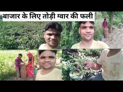 बाजार के लिए तोड़ी ग्वार की फली 