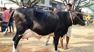 উত্তরবঙ্গের বিখ্যাত ধাপের হাট থেকে আজকের দুধের ফ্রিজিয়ান গাভিন গরুর বাজার || gorur hat bazar cow