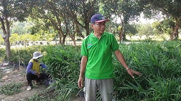 PEMANGKASAN JAHE MERAH TAHAP  2