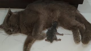 Newborn Kitten Losing Strength His Mother Not Adopting Him He's On Bottle Feeding