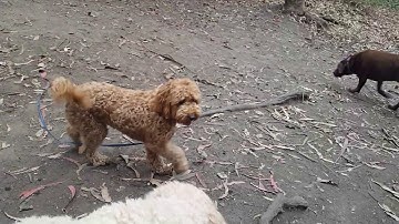 Resource Guarding on the Spot