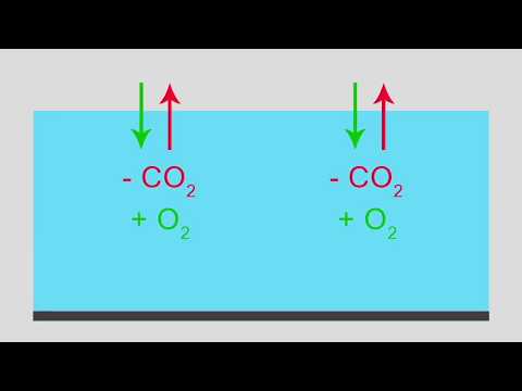 Oxigenación en los acuarios