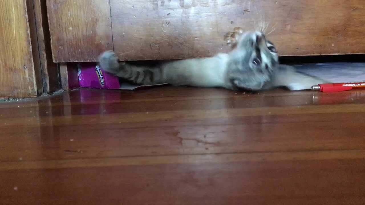 Cat Squeezing Between 2inch Gap Under Door Way Youtube