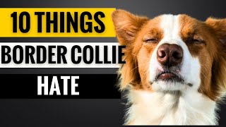 10 Things Border Collies Hate That You Should Avoid