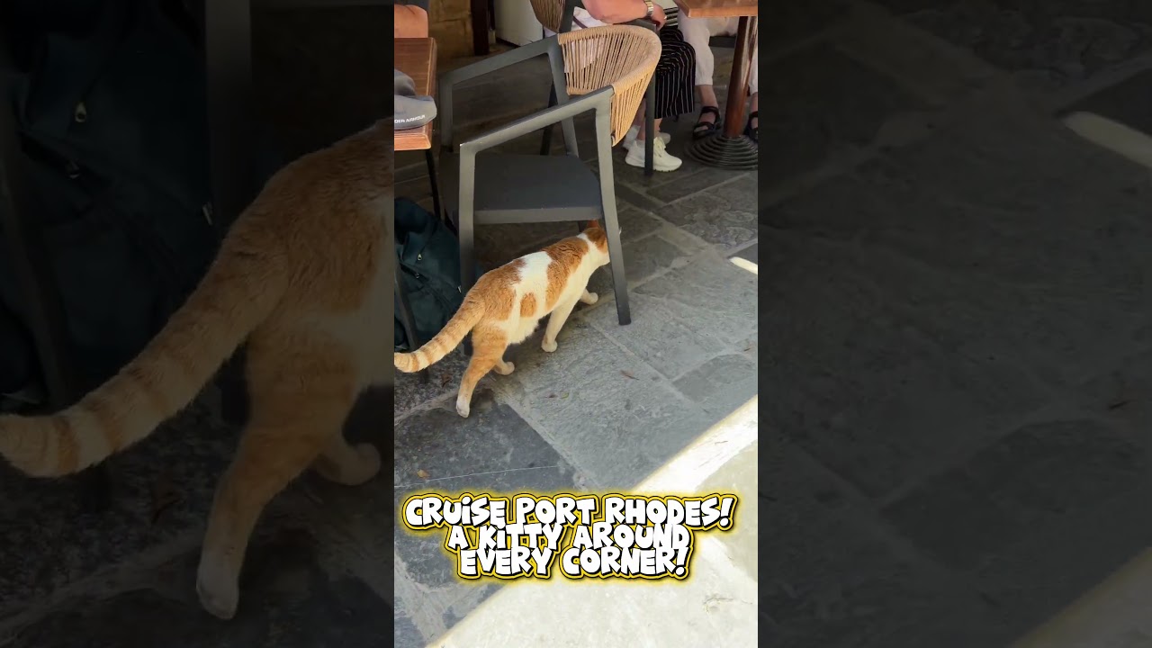 Who doesn’t love some cruise port cats!?!#cruising #greece #cats