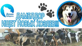 ДАМБЛДОР ИЩЕТ НОВЫХ ХОЗЯЕВ!!! КАЛУГА! ДАМБЛДОР ИЩЕТ НОВЫХ ХОЗЯЕВ!!! КАЛУГА!
