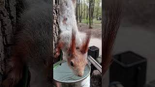 Белка опять пьёт / The squirrel is drinking water again #squirrel #cuteanimal #животные