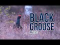 PHOTOGRAPHING THE BLACK GROUSE || Wildlife Photography, Capercaillie, Photo Blind