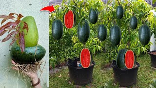 Mangoes With Watermelon : How i Grafting Mangoes with Watermelon produces the most fruit Watermelon