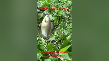 Điểm câu cá rô đồng quá tuyệt vời luôn cả nhà @HoangDuyMienTay #shorts