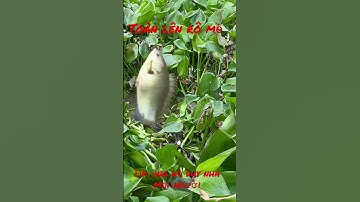 Điểm câu cá rô đồng quá tuyệt vời luôn cả nhà @HoangDuyMienTay #shorts