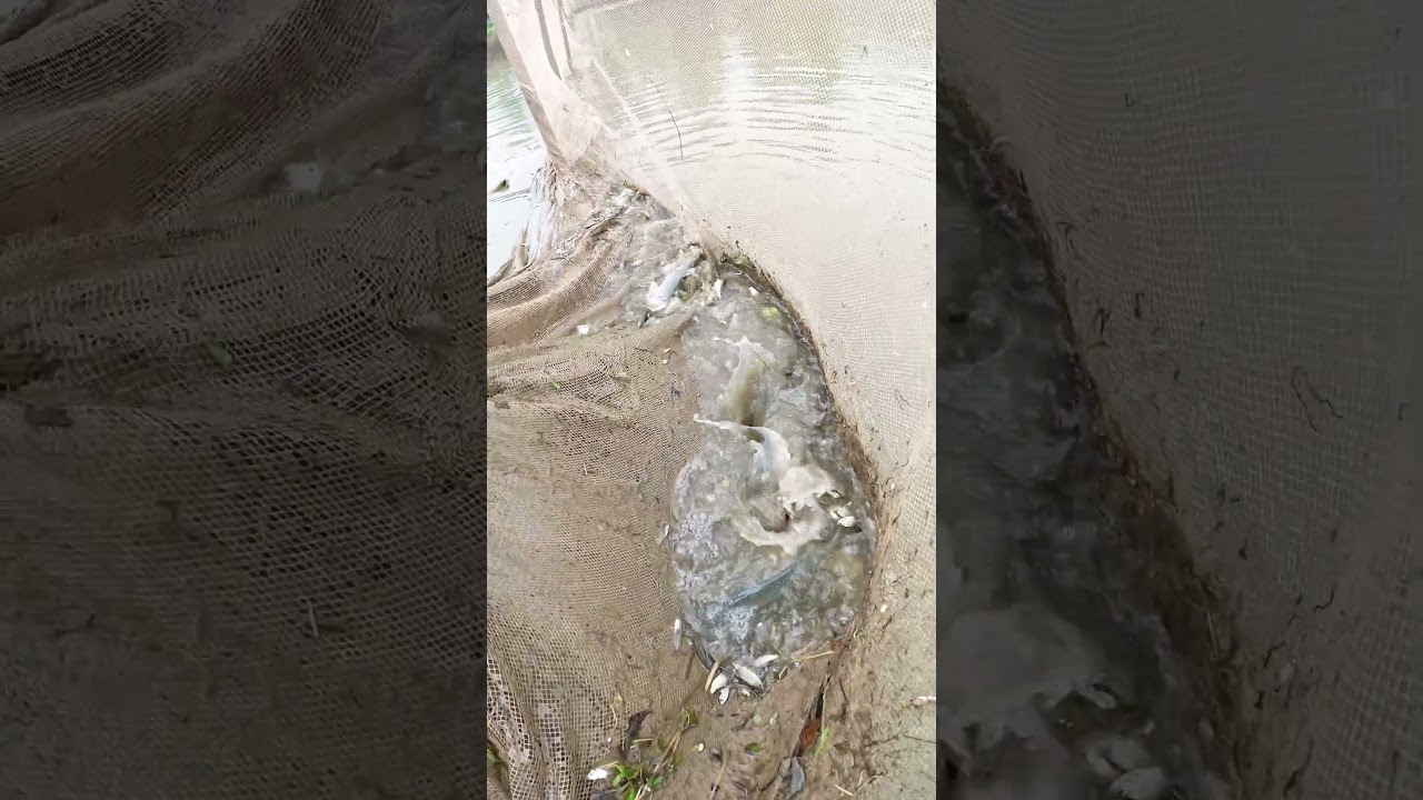 So many fish in one net! Amazing village life🐟😲 