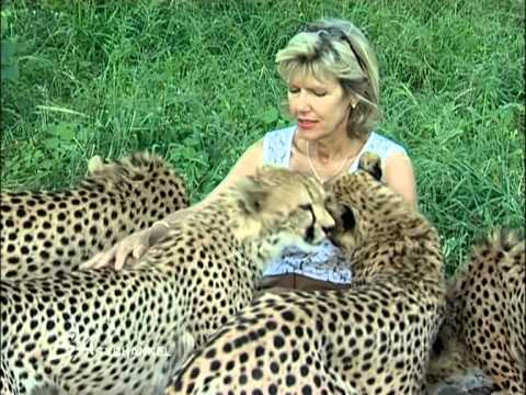Woman Feeding Purring Cheetahs - YouTube