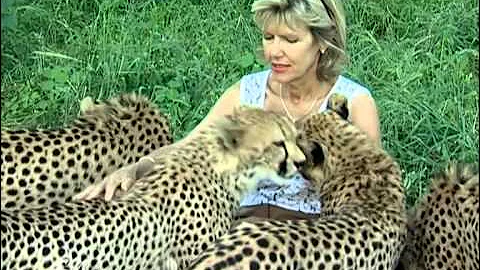 Enchanting Cheetahs: Purring Predators at Feeding Time