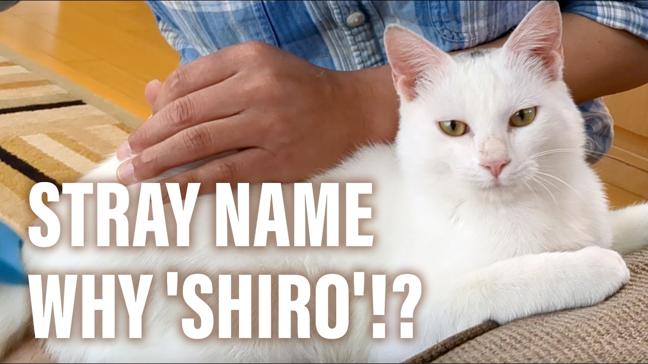 It's the most popular name for white cats in Japan. - YouTube