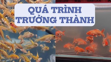Không Thể Tin Nổi! Cá Chép Phi Tần Đỏ Lớn Nhanh Thế Này Sau 90 Ngày!
