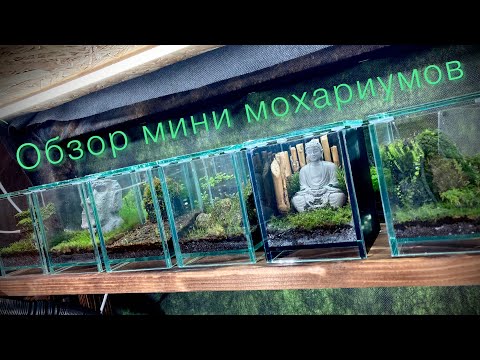 видео: Обзор мини мохариумов