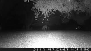 20210623 two deer one buck look at that rack night1 trail cam