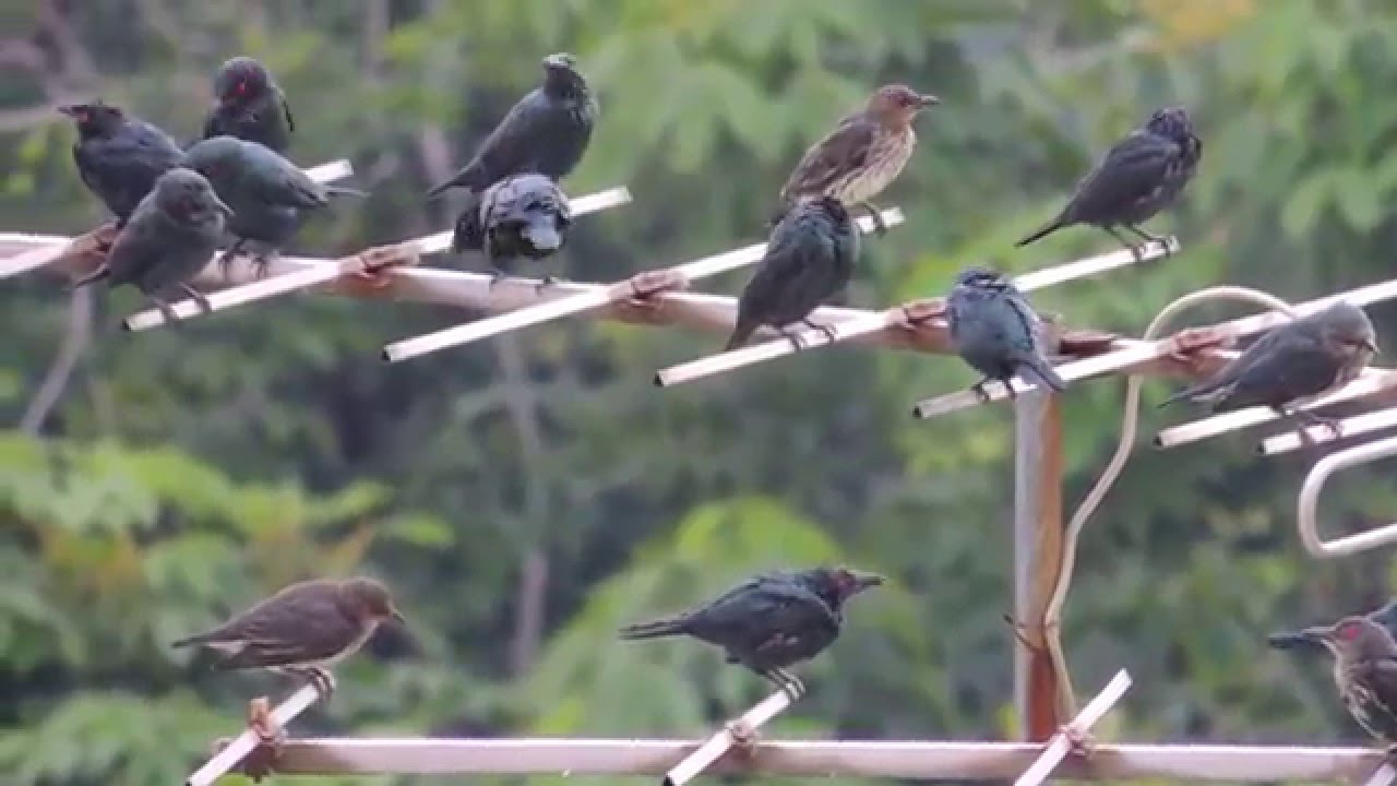 A large group of Asian Glossy Starlings leaving - Part 2