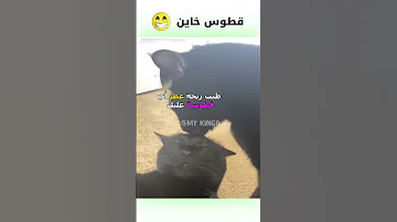قطوس خاين دبلجة مضحكة ضحك اكسبلور السعودية My Kingo كوميديا Funny دوبلاج قطط Cat 