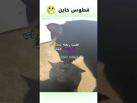 قطوس خاين دبلجة مضحكة ضحك اكسبلور السعودية   كوميديا  دوبلاج قطط 