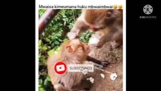 MWAISA MTUMBAD | VIMEUMANA  HUKU | VICHEKESHO VYA MWAISA