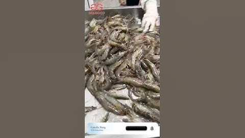 How Do They Sort Shrimp 300 times/h→Shrimp Sorting Machine