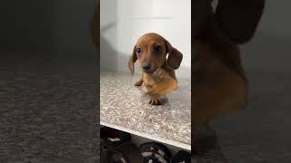 Cachorro Salsicha Filhotes Dachshund