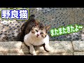 野良猫が我が家のように遊びに来る Kitten Cat Japanese traditional house