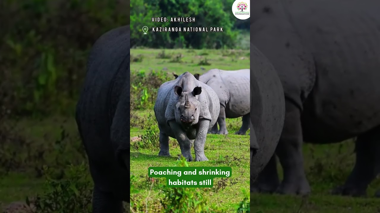 Rhino Conservation in India