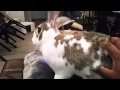 Bunny tantrum