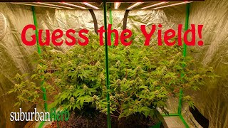 Guess the yield! Grinch returns! Blue Dream and Grand Daddy Purple under the Viparspectra xs4000