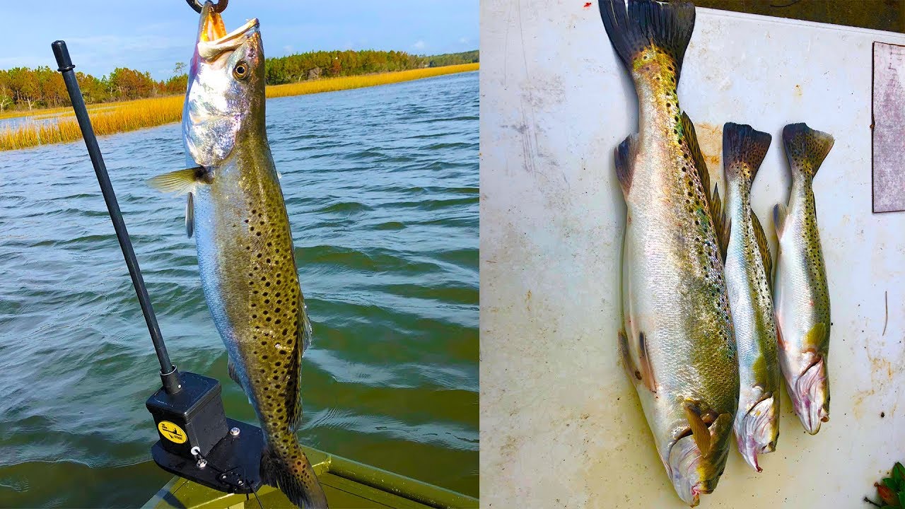 Speckled Trout Fishing in North Carolina YouTube