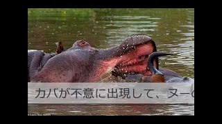 危険 巨大ワニの共食いがやばい イリエワニ Youtube