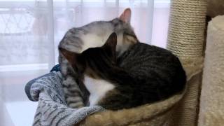 うちネコ　～レオとレン～　2012011303
