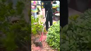 Florida police rescue baby alligator from homeowner's bushes