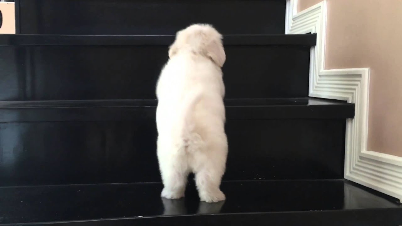 My cute maltese puppy learning to climb the stairs Maltese 
