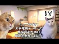 会社が倒産する前兆あるある【猫ミーム】