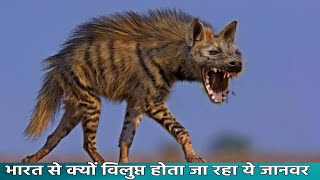भारत का सबसे आदमखोर डरावना शिकारी जानवर लकड़बग्घा से जुड़ी रोचक बातें | Amazing Facts About Hyena