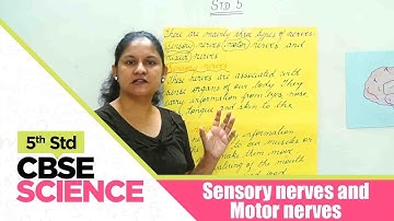 5th Std CBSE Science Syllabus | Sensory nerves and Motor nerves | CBSE Syllabus Part -39