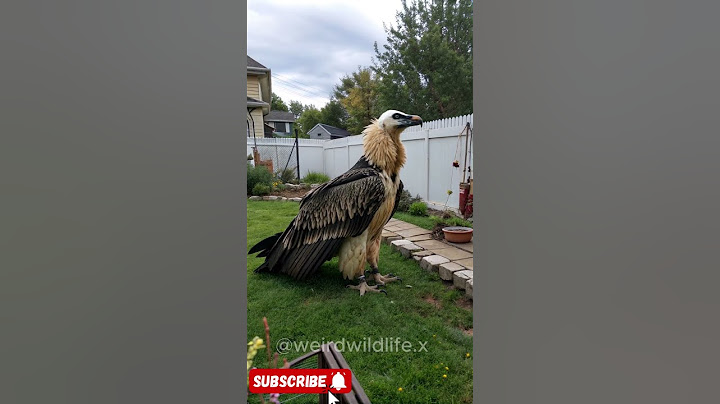Gigantic Bearded Vulture! #animals #birds #huge #bizarre #shorts #owl #owls #vultures