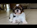 Hi im baby duke a beautiful tricolor shih tzu puppy