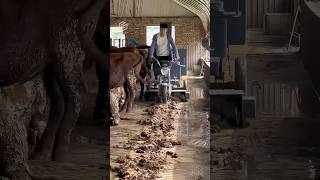 Automated Cow Farm In China Makes Millions Growing Mushrooms 